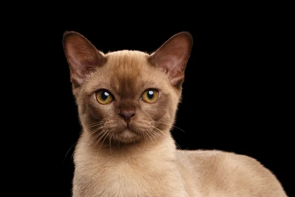 Retrato de close-up do gatinho birmanês em preto isolado — Fotografia de Stock