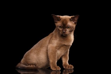 Oturmuş, aşağı, izole siyah görünümlü çikolata kürklü Birmanya yavru kedi 