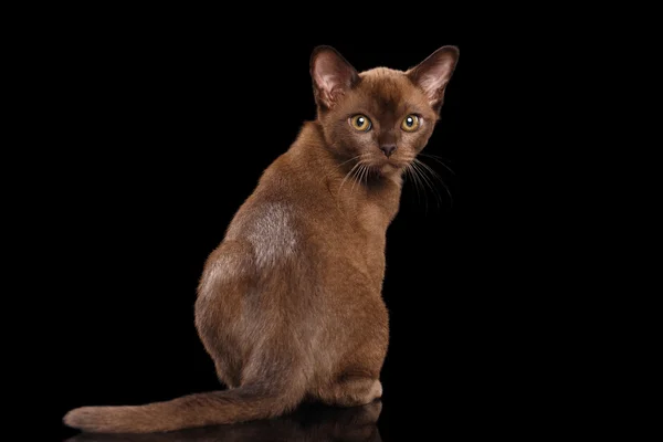 Burmesiska kattunge med choklad päls sitter tillbaka, isolerade svart — Stockfoto