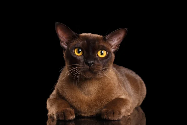 Birmano gatto mentire e curioso guardando in fotocamera nero isolato — Foto Stock
