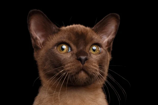 Closeup Portrait of Burmese kitten Curious Looking in Camera Isolated — Stock Photo, Image