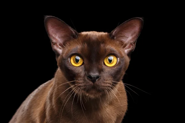 Närbild porträtt Burmese katt nyfiken titta i kameran svart isolerade — Stockfoto
