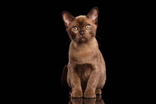 Gatito birmano con piel de chocolate sentado sobre fondo negro aislado —  Fotos de Stock