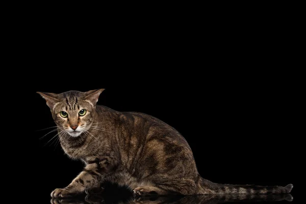 Wütende orientalische Katze liegt und schaut in die Kamera, schwarz isoliert — Stockfoto