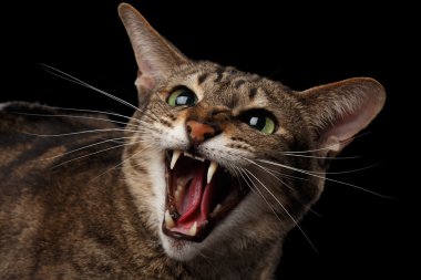 Portre portre agresif Oriental kedi puflama, siyah izole fotoğraf