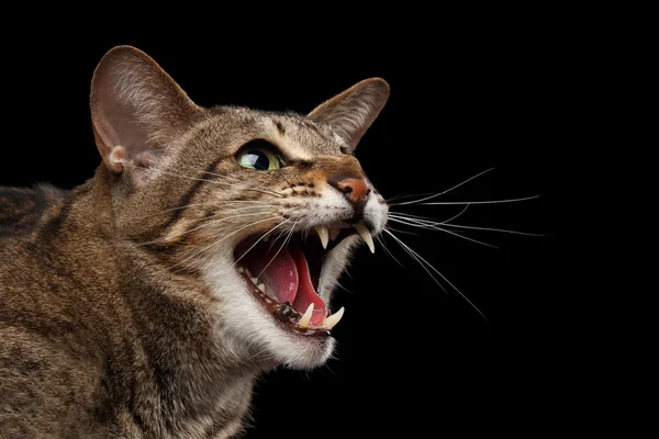 Nahaufnahme Porträt aggressive orientalische Katze zischt im Profil, schwarz isoliert — Stockfoto