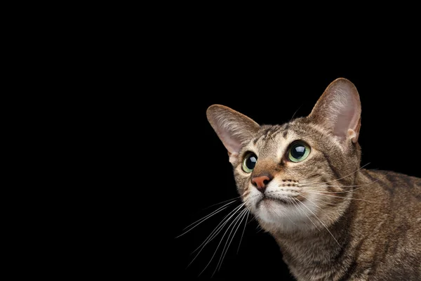 Retrato de primer plano de gato oriental mirando hacia arriba aislado en negro — Foto de Stock