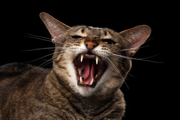 Nahaufnahme Porträt aggressive orientalische Katze zischt in die Kamera, schwarz isoliert — Stockfoto