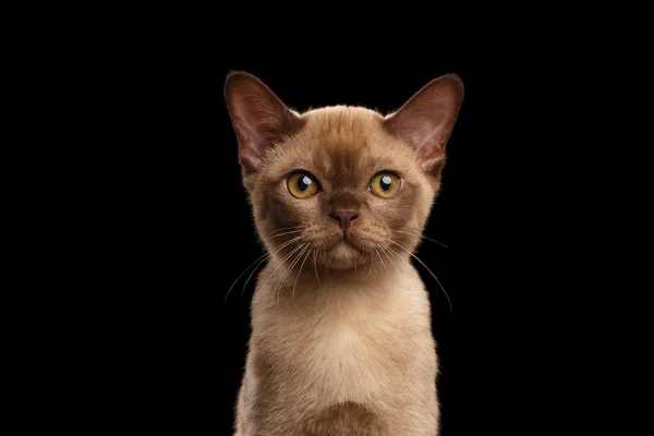 Closeup portrait of Burmese kitten beige fur on Isolated black — Stock Photo, Image