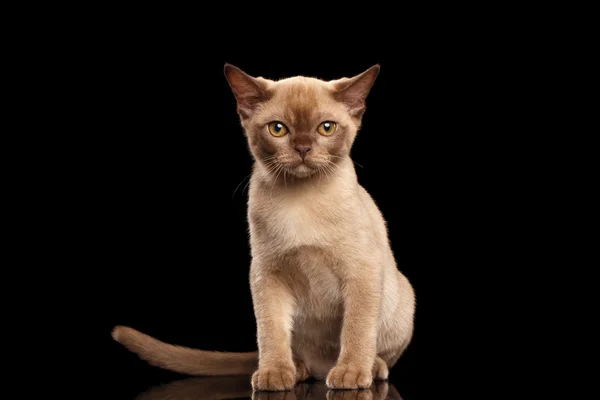 Lilla burmesiska kattunge med beige päls sitter på isolerade svart — Stockfoto