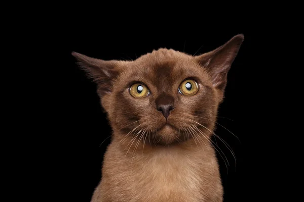 Närbild porträtt av burmesiska kattunge nyfiken titta i kameran isolerade — Stockfoto