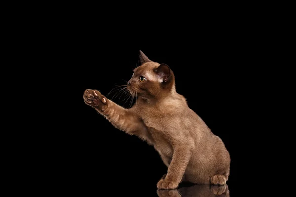 Birmese kitten met chocolade bont zitten, verhogen van Paw, geïsoleerd — Stockfoto