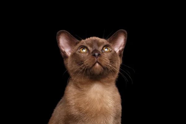 Closeup Portrait of Burmese kitten Curious Looking up Isolated black — Stock Photo, Image