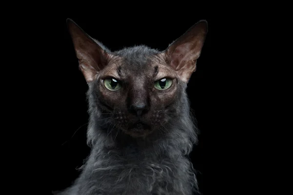 Closeup kurtadam Sphynx kedi kızgın kamera seyir siyah izole — Stok fotoğraf