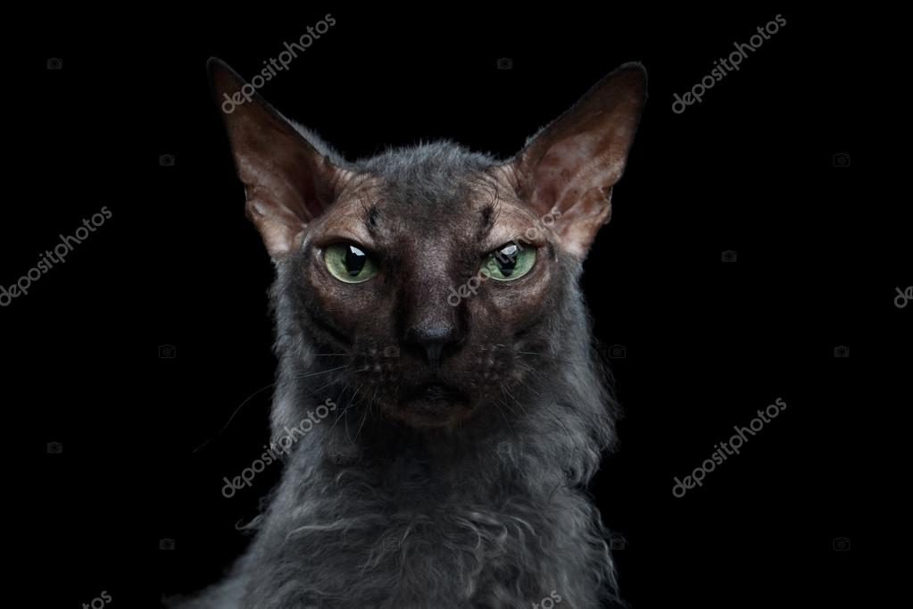 Close up noir chatte photo