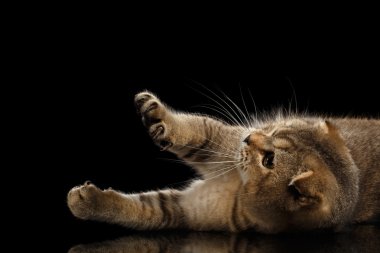 İskoç fold kedi oynak Paws izole siyah yükselterek yalan,