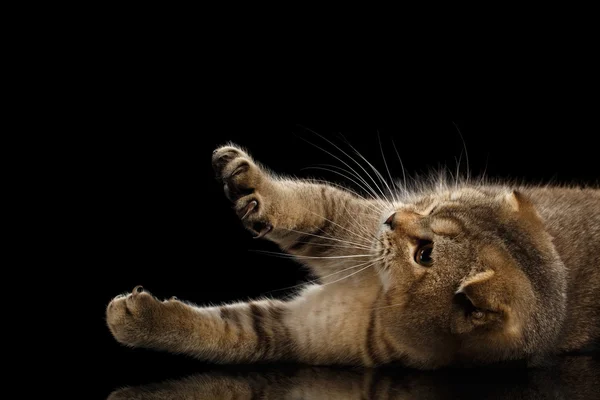 Escocês dobra gato brincalhão mentir, levantando patas isolado preto — Fotografia de Stock