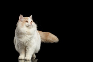 İskoç düz duran kedi ve Looking izole siyah yukarı