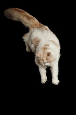 Playful Scottish Highland Straight Cat Jumping from side Isolated Black clipart