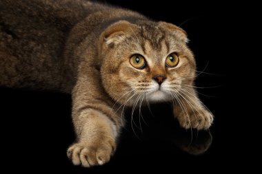 İskoç fold kedi yalan ve ileri yetiştirme paws izole siyah 