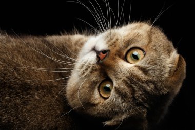 İskoç fold kedi yalan arka ve arıyorsunuz, izole siyah 