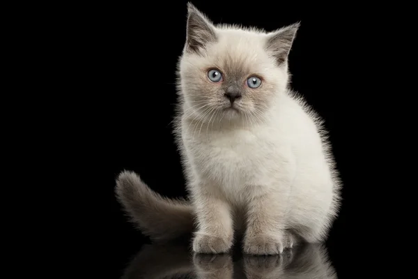 Scottish Straight Colorpoint Kitten Sitting, Front view Isolated on Black — Stock Photo, Image
