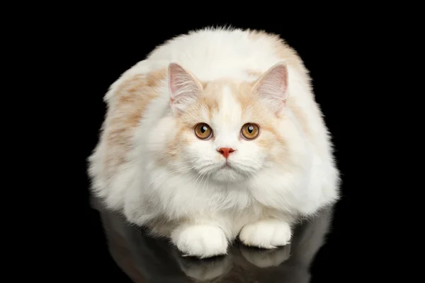 Grande bianco scozzese altopiano dritto gatto sdraiato isolato su nero — Foto Stock