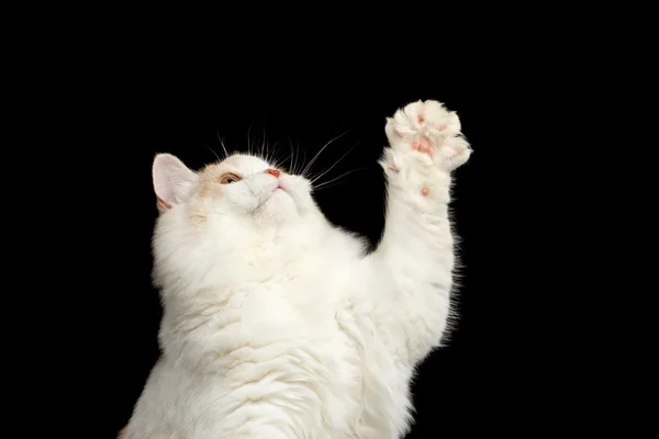 Primer plano juguetón escocés recto gato levantando la pata aislado negro —  Fotos de Stock