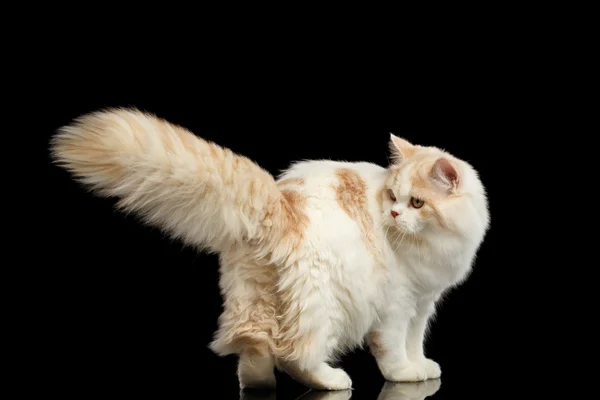 Playful Scottish Highland Straight Cat with Furry Tail Isolated Black — Stock Photo, Image