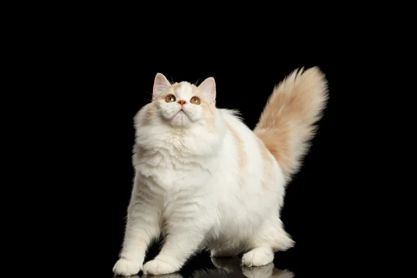 Playful Scottish Highland Straight Cat with Furry Tail Isolated Black — Stock Photo, Image