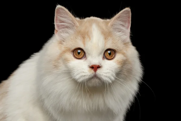 Крупним планом портрет прямо біколор кота білий шотландського Хайленд ізольовані чорний — стокове фото