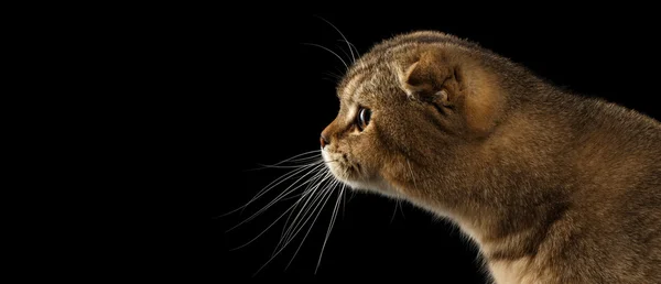 Closeup Scottish fold Cat se estende para a frente na visão de perfil isolado — Fotografia de Stock