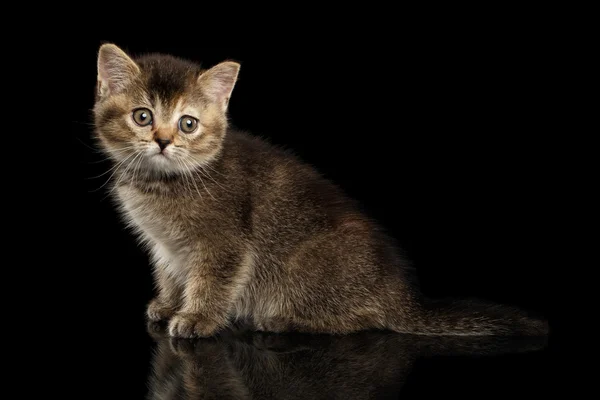 Scozzese dritto gattino seduto, curioso guardando in fotocamera isolato nero — Foto Stock