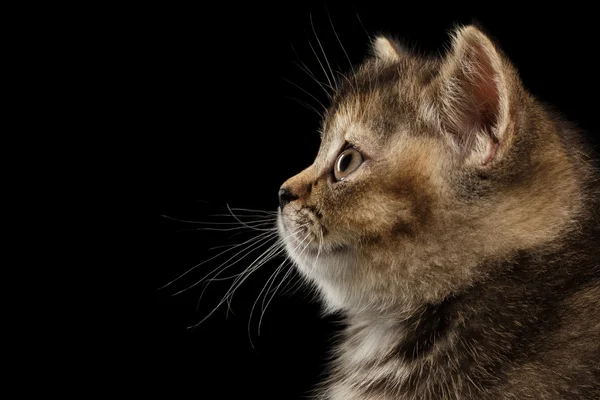 Closeup escocês gatinho reta focinho no perfil, isolado preto — Fotografia de Stock