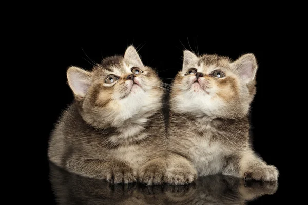Dos gatitos heterosexuales escoceses mintiendo, curiosos mirando hacia arriba aislado negro — Foto de Stock