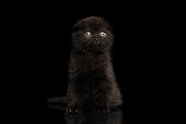 Scottish Fold Kitten Sitting and Looking in Profile Isolated on Black — Stock Photo, Image