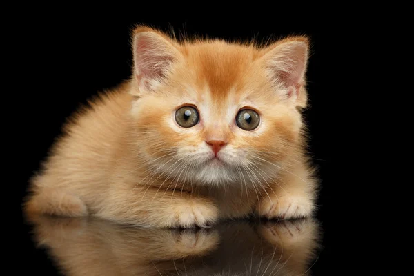 Closeup vermelho escocês em linha reta gatinho parece pergunta, isolado preto — Fotografia de Stock