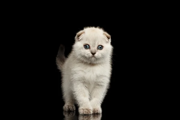 Carino bianco scozzese piegare gattino in piedi, vista frontale isolato nero — Foto Stock