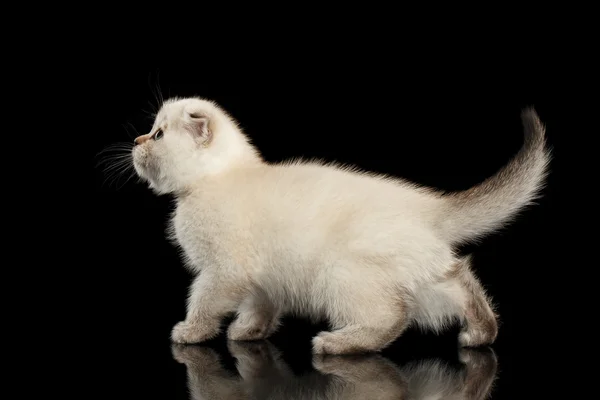 Carino bianco scozzese Fold Kitten Walking, vista laterale isolato nero — Foto Stock