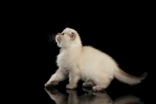 Carino bianco scozzese Fold Kitten Walking, vista laterale isolato nero — Foto Stock