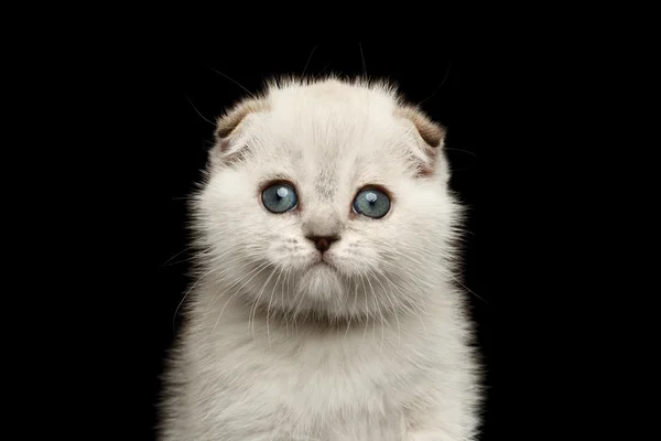 Closeup retrato bonito branco escocês dobra gatinho com olhos azuis — Fotografia de Stock