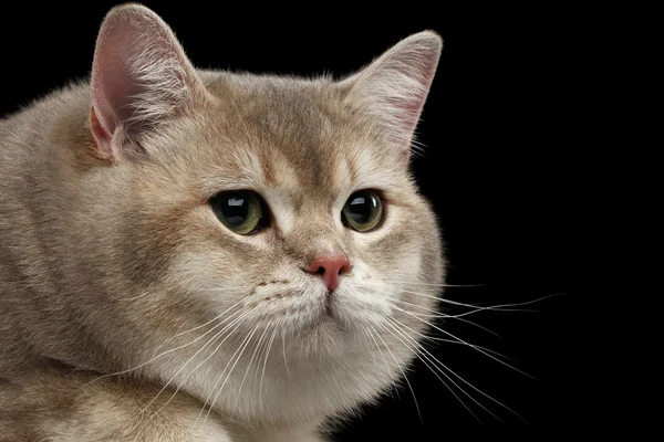Nahaufnahme Kopf rote britische Katze mit grünen Augen isoliert schwarz — Stockfoto