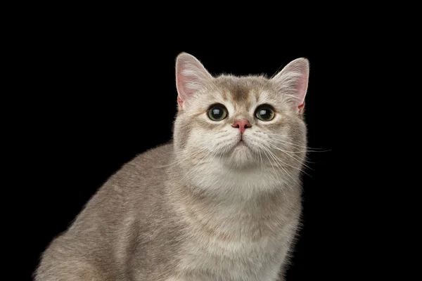 分離探して緑の目のクローズ アップ愛らしい英国猫 — ストック写真
