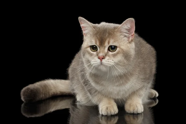 Sad British Cat with Fluffy tail Looking forward isolated Black — Stock Photo, Image
