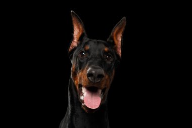 Closeup Doberman Pinscher köpek arıyorum fotoğraf izole siyah