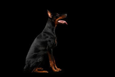 İtaatkâr Doberman Pinscher köpek oturma ve arıyorsunuz, izole siyah