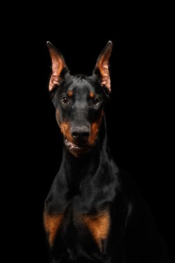Closeup Doberman Pinscher köpek arıyorum fotoğraf izole siyah