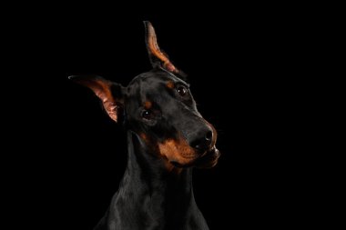 Closeup Doberman Pinscher köpek merak seyir, fotoğraf izole siyah