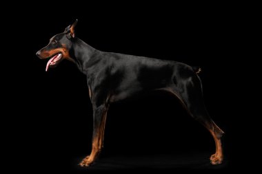 Doberman Pinscher köpek ayakta izole siyah arka plan, yan görünüm
