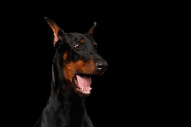 Closeup komik Doberman Pinscher köpek sürpriz açtı ağzını, izole siyah 